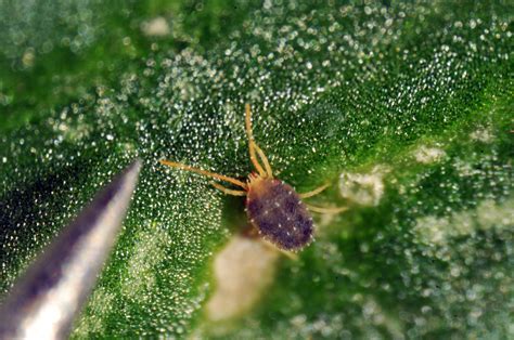 Clover mite. Things To Know About Clover mite. 